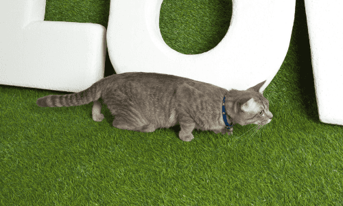 Grey cat on artificial turf with white sign