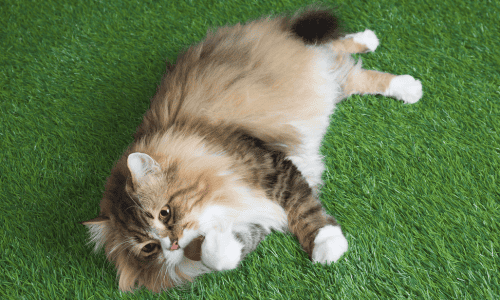 Brown and white cat lying on artificial turf