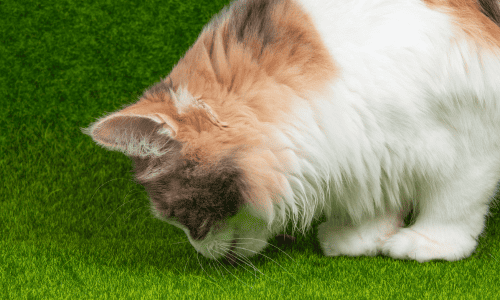 Best Artificial Grass For Pets.