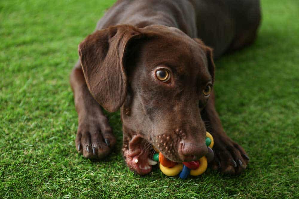 Dog chewing toy on artificial grass