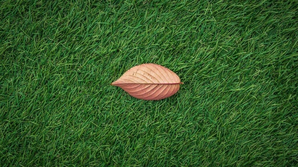 Leaf on artificial grass background
