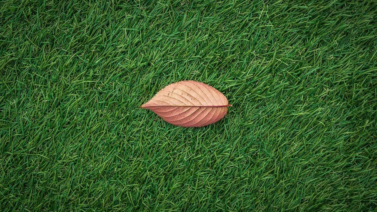 Dry leaf lying on artificial turf
