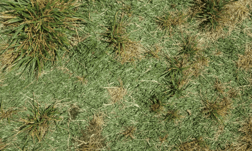Comparing Artificial Grass with Real Grass - Dry Real Grass.
