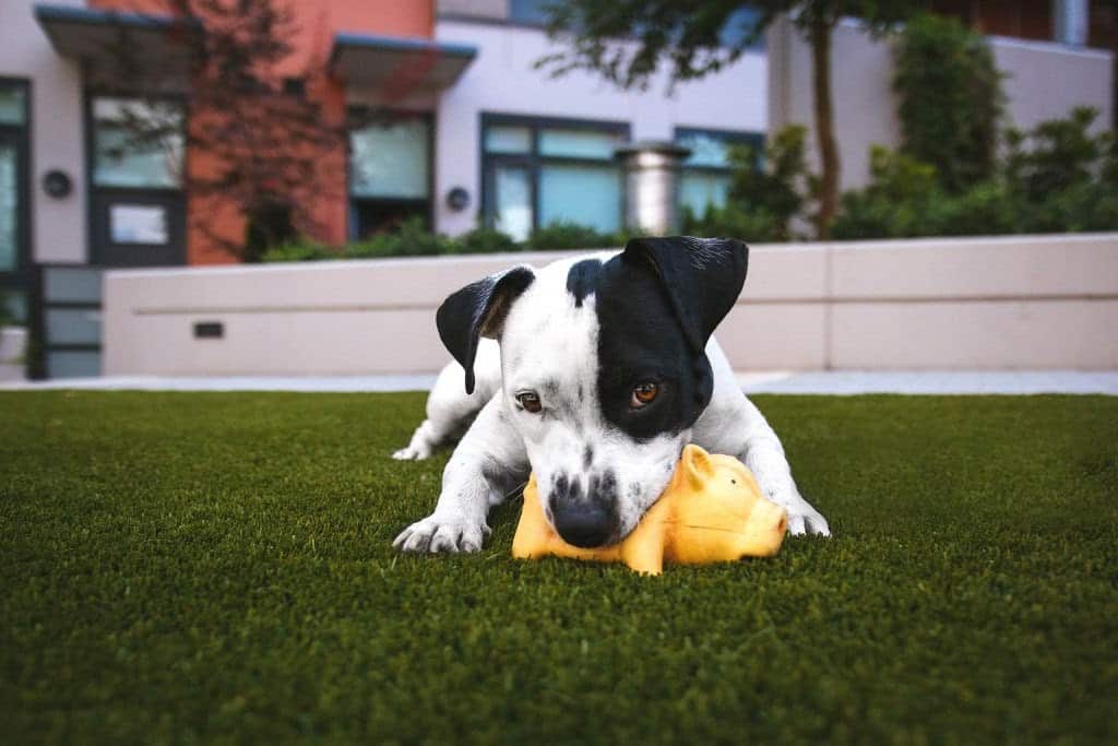 Black and white puppy with chew toy on artificial turf