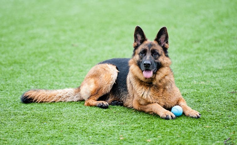 dog sitting on artificial grass with ball