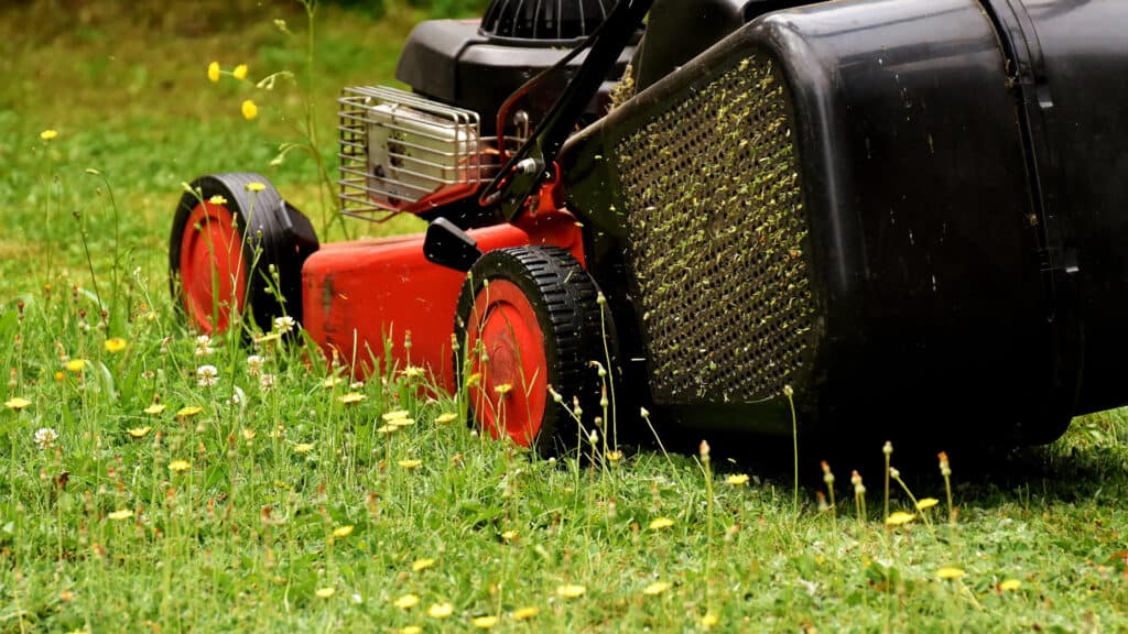 Lawnmower cutting real grass with weeds