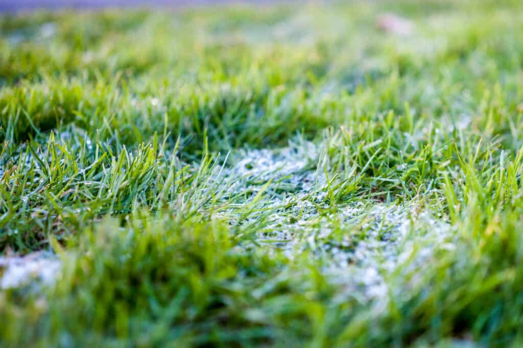 Frost on real grass