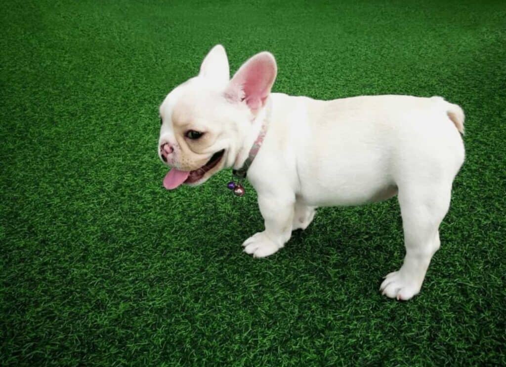 Effective Tips on How to Keep Artificial Turf from Smelling of Dog Urine.