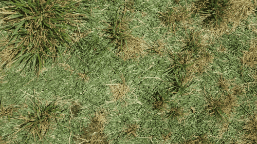 Dead patches on real grass