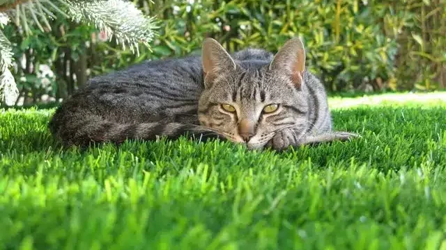 Grey cat lying on artificial turf