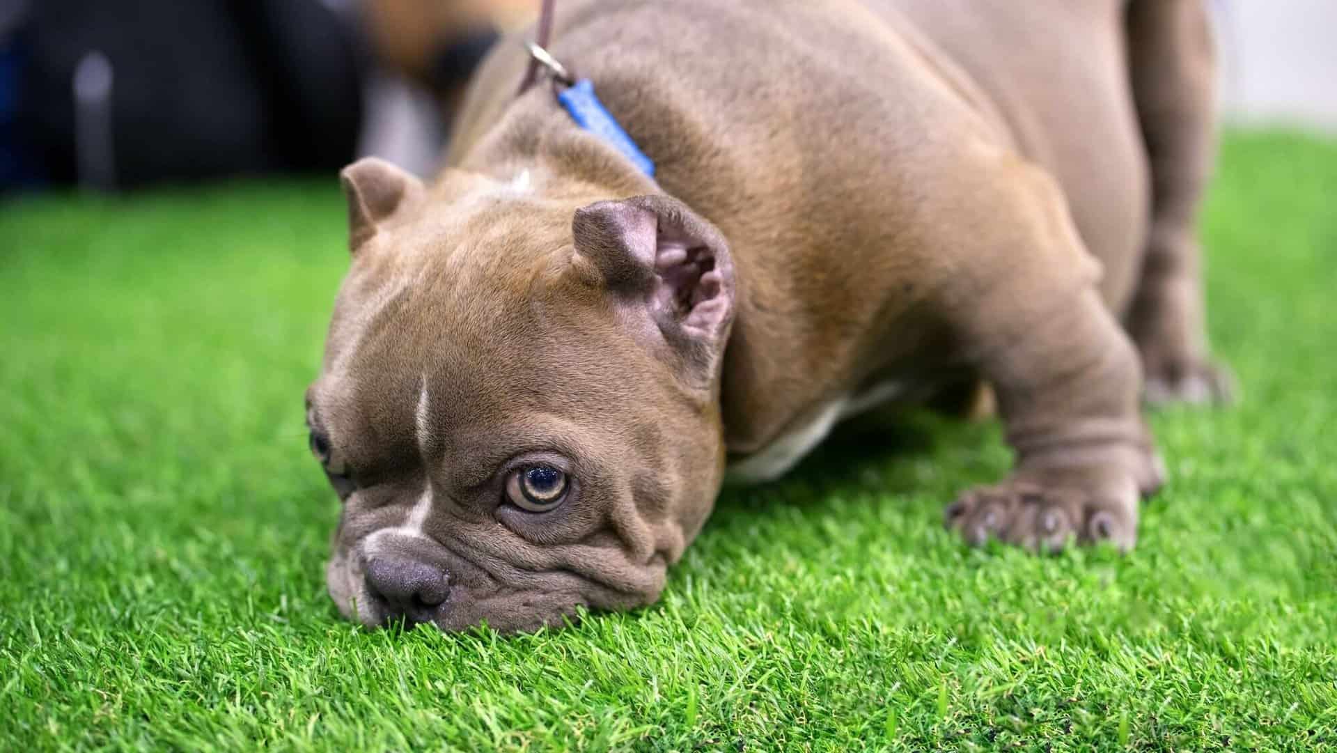 Puppy smelling artificial grass.