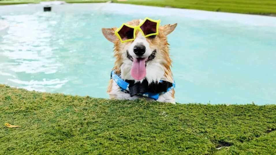 Dog in pool surrounded by artificial turf