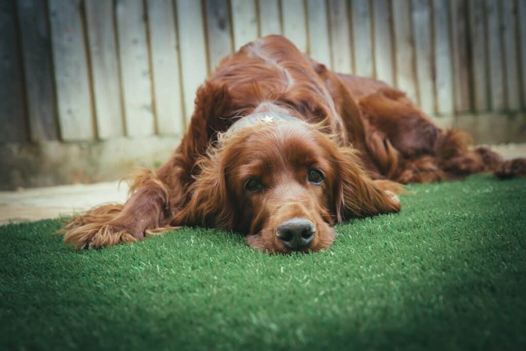 Dog lying on artificial turf in backyard