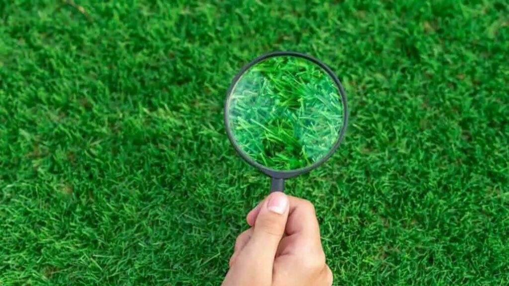 Magnifying glass on artificial turf