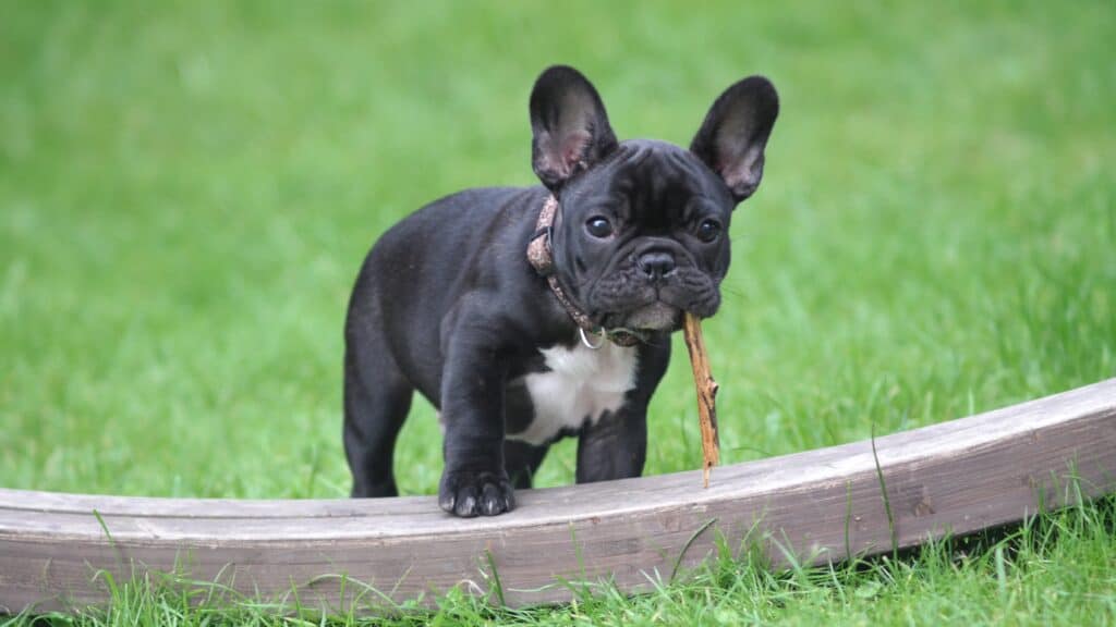 French bulldog puppy standing on natural grass