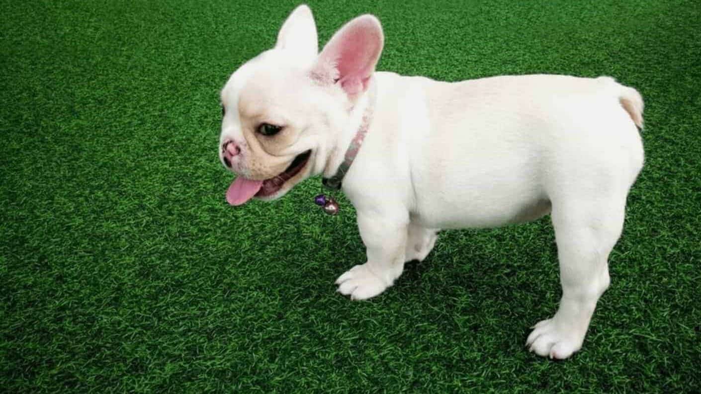 White puppy standing on artificial turf